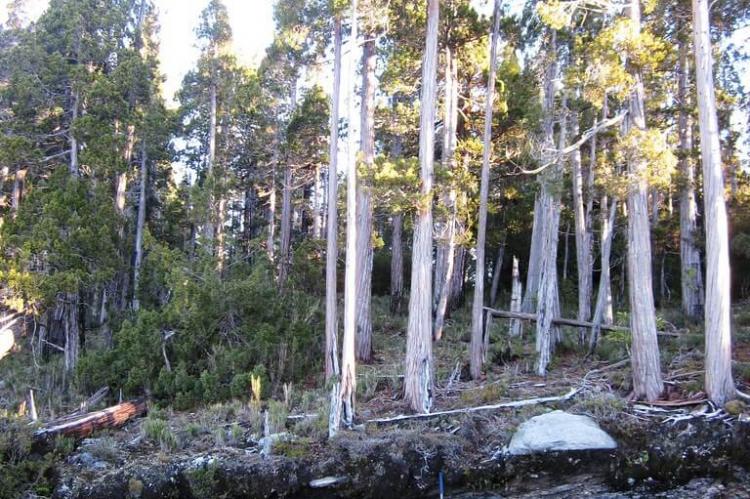 View of shallow topsoil, Alerce Costero National Park, Chile