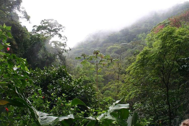 Tijuca Forest, Rio de Janeiro, Brazil