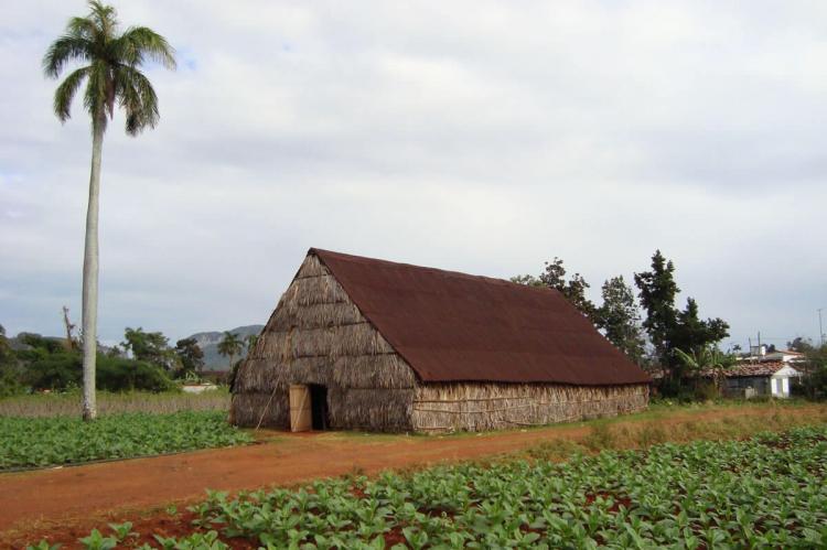 Tobacco Curing Hut and Tobacco Fields - Viñales - Cuba