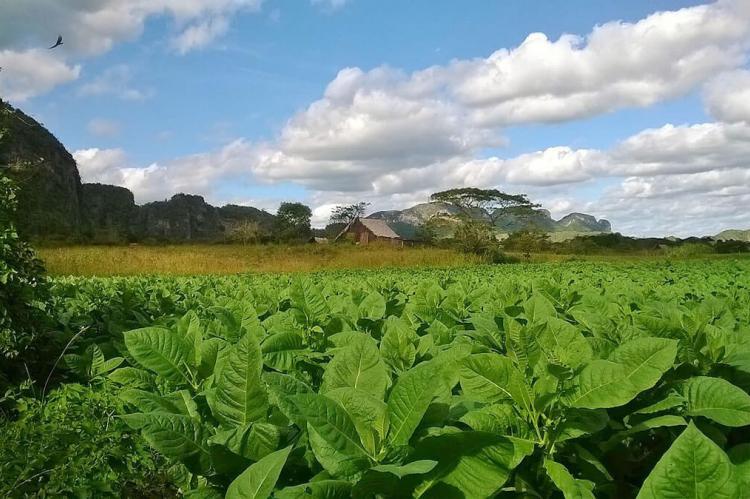Tobacco fields in Vinales Valley, Cuba