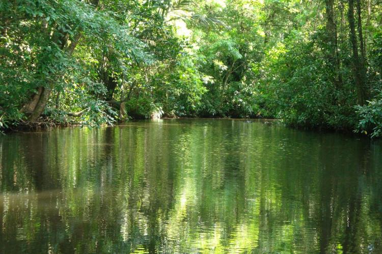 Jungle in Tortuguero National Park, Costa Rica