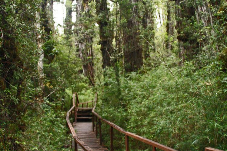 Wooden walkway trail, Alerce Costero National Park, Chile