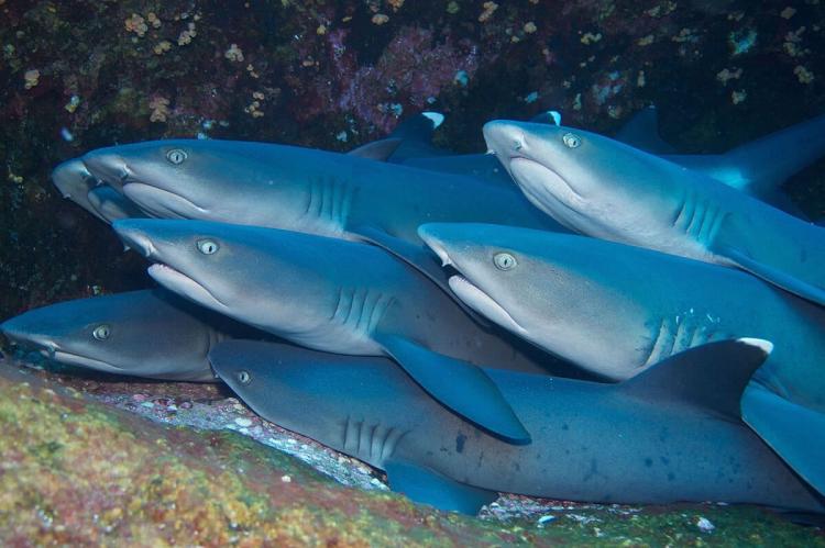 Whitetip reef sharks (Triaenodon obesus) in the Revillagigedo Islands, Mexico