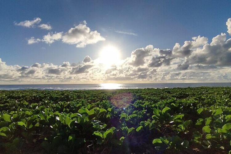 Vegetation on Trindade and Martim Vaz archipelago