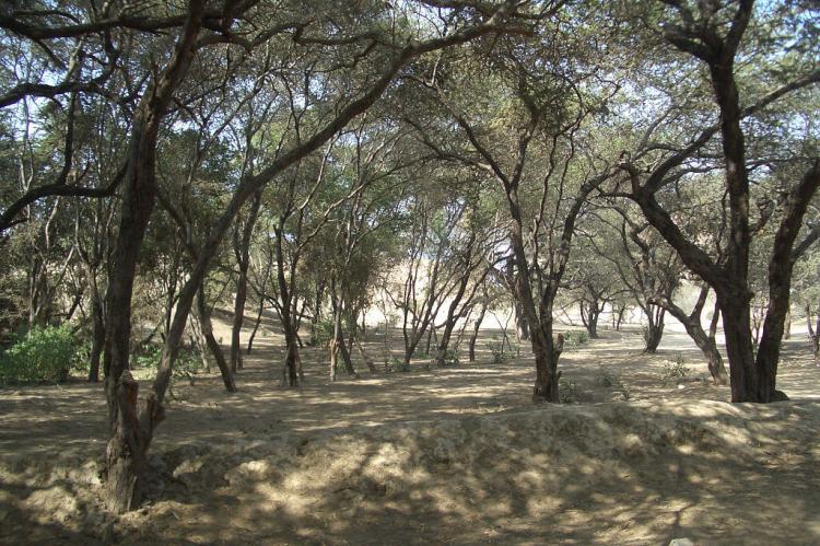 Dry Forest Túcume, Ecuador 
