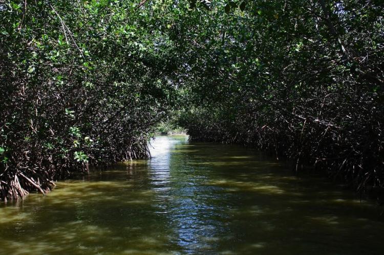 Tumbes Manglares, Peru