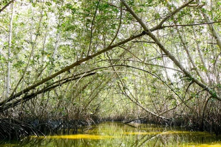 Tumbes Manglares, Peru