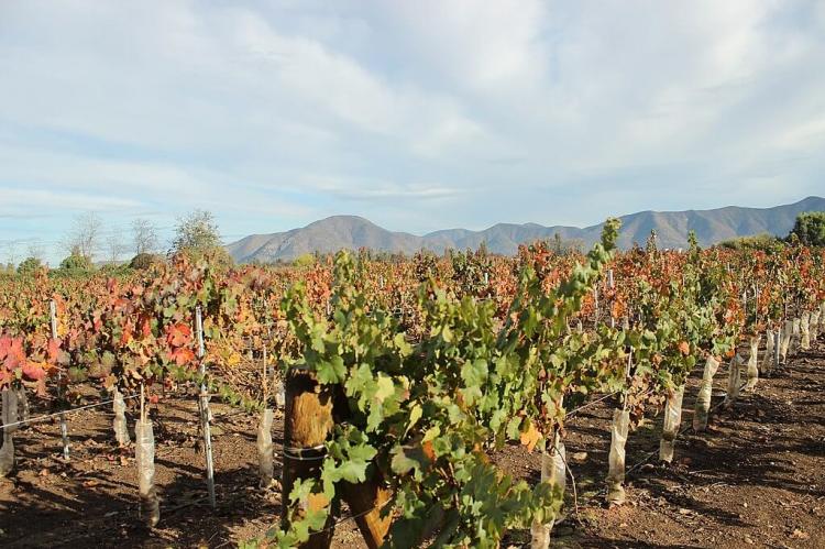 Undurraga Winery, Maipo Valley, Chile