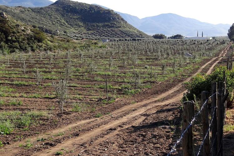 Valle de Guadalupe, Ensenada, Mexico