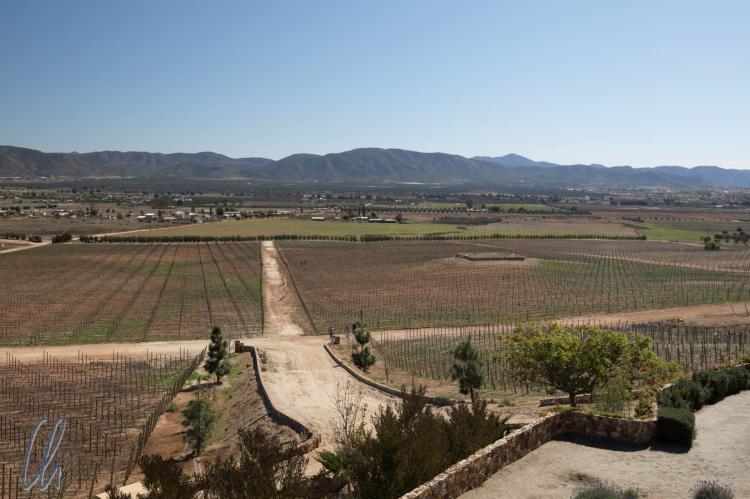 View over the Las Nubes winery, Valle de Guadalupe, Mexico