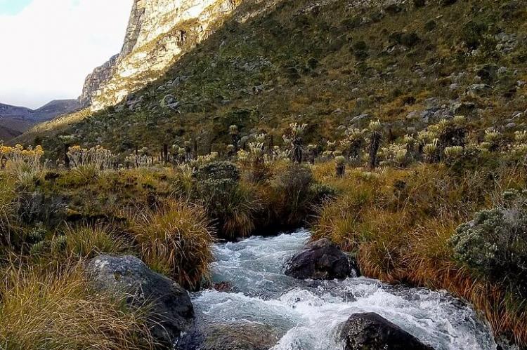 Valley of the Frailejones (Frailejones are members of the sunflower family (Asteraceae), El Cocuy National Natural Park, Colombia