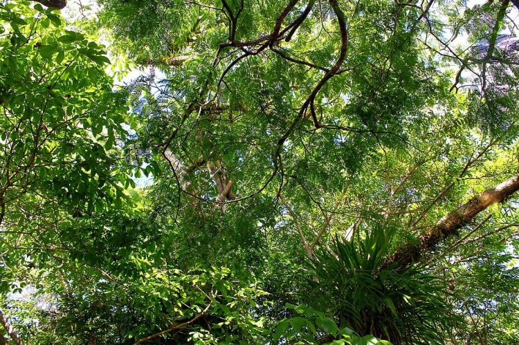 Vegetation in Jaú National Park, Brazil