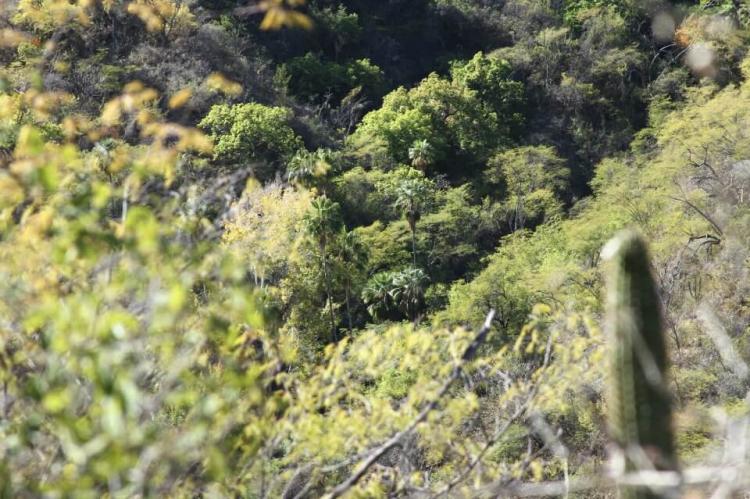 Vegetation of the Sierra de la Laguna including cactus, pine and oak: Baja Peninsula, Mexico