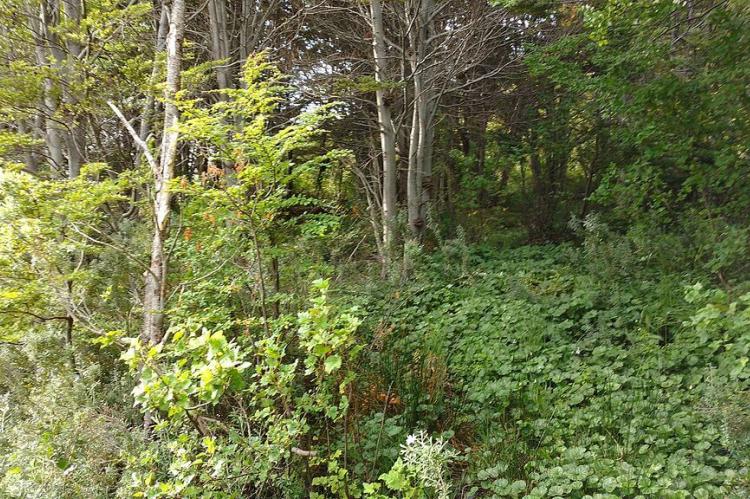 Vegetation near Lake Errázuriz / Acigami in Yendegaia National Park, Chile