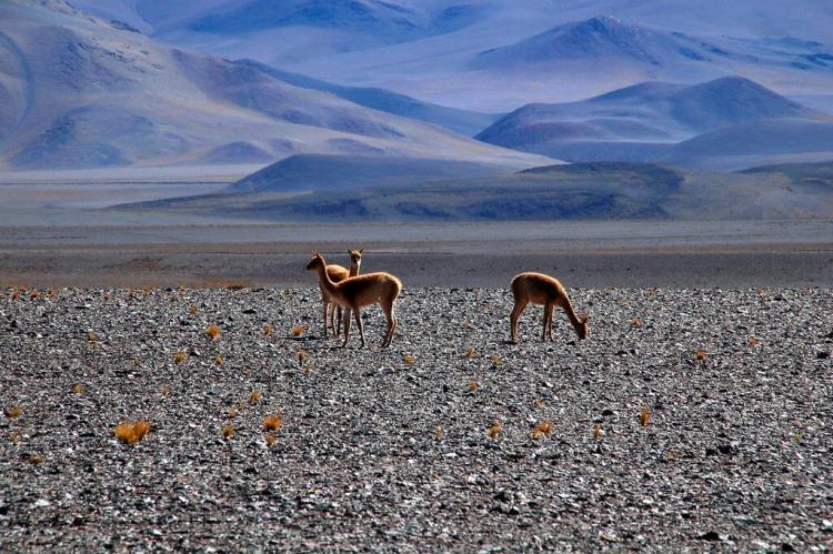 Vicunas, Nevado Tres Cruces National Park, Chile