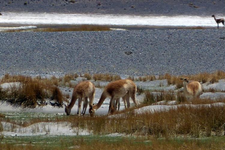 Vicuñas grazing, Catamarca, Argentina
