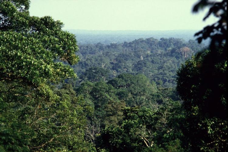 View over Yasuni National Park, Ecuador