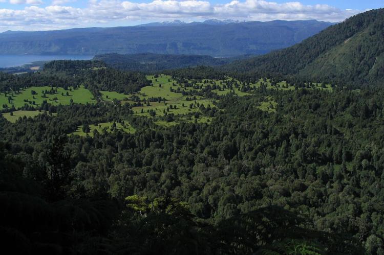 View of Puyehue National Park, Puyehue Lake in background, Chile