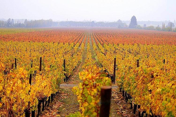 Lapostolle Vineyard, located in the Colchagua Valley, O'Higgins Region, Chile