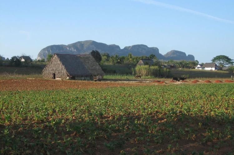 Tobacco Farm in the Valley of Vinales, Cuba