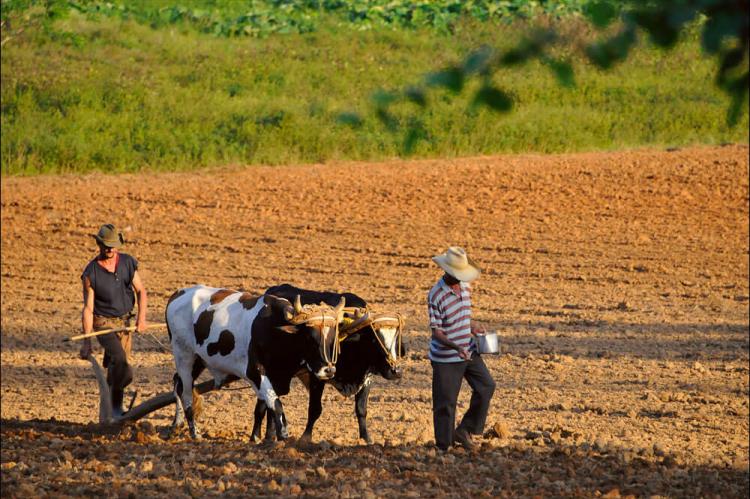 Traditional farming Vinales Valley, Cuba