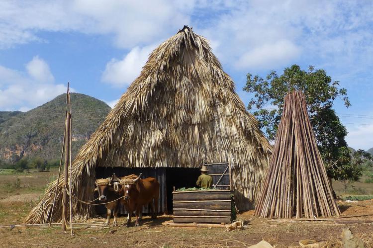 Tobacco drying in the Viñales Valley (Cuba)