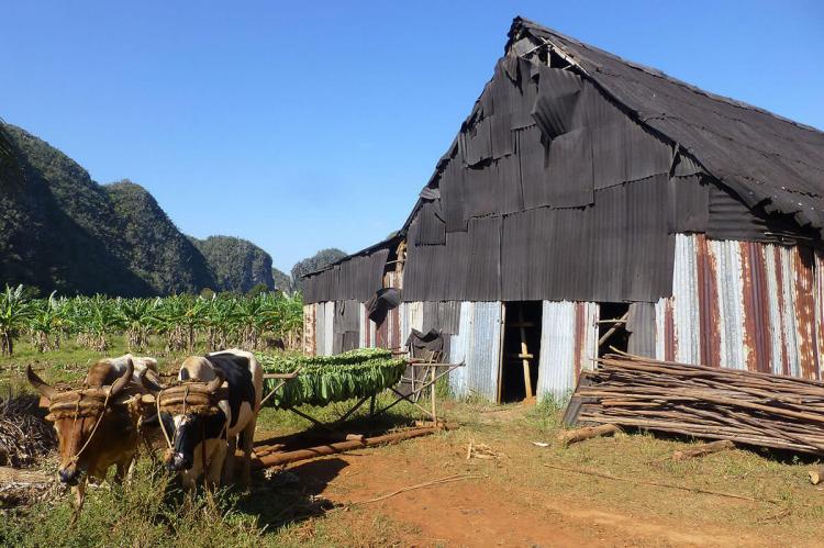 Tobacco drying in the Viñales Valley (Cuba)