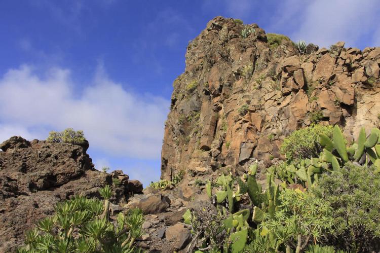 Vegetation in El Vizcaíno Biosphere Reserve, Mexico