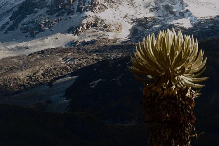 Nevado del Ruiz volcano and frailejones, Colombia