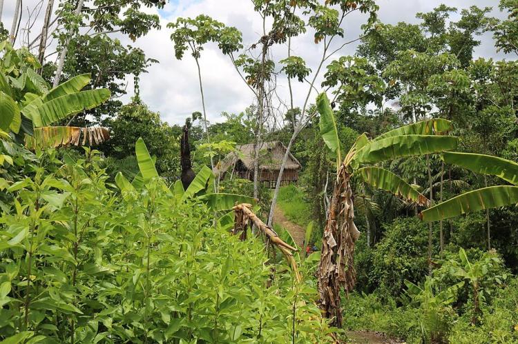 Wetland forest in the Alto Juruá Extractive Reserve, Brazil