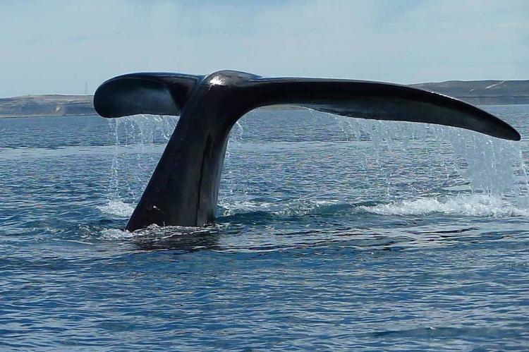 Southern Right Whale off Península Valdés, Chubut Province, Argentina
