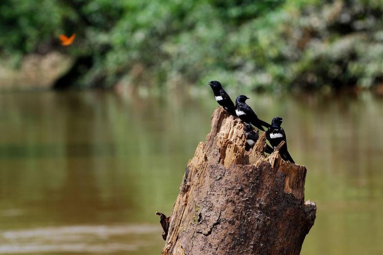 White-banded Swallows Atticora fasciata perching of a tree stump on the bank of Rio Tiputini, Yasuni National Park, Ecuador
