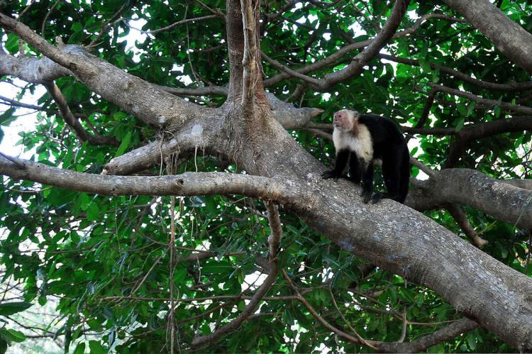 Cebus capucinus — White fronted capuchin monkey; (Cebidae) in Santa Rosa National Park