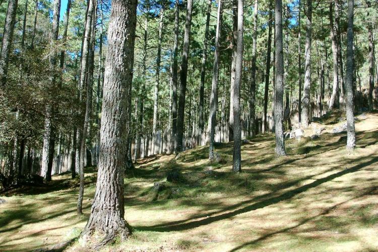 Pine forest woodlands in the Chiapas Highlands, Mexico