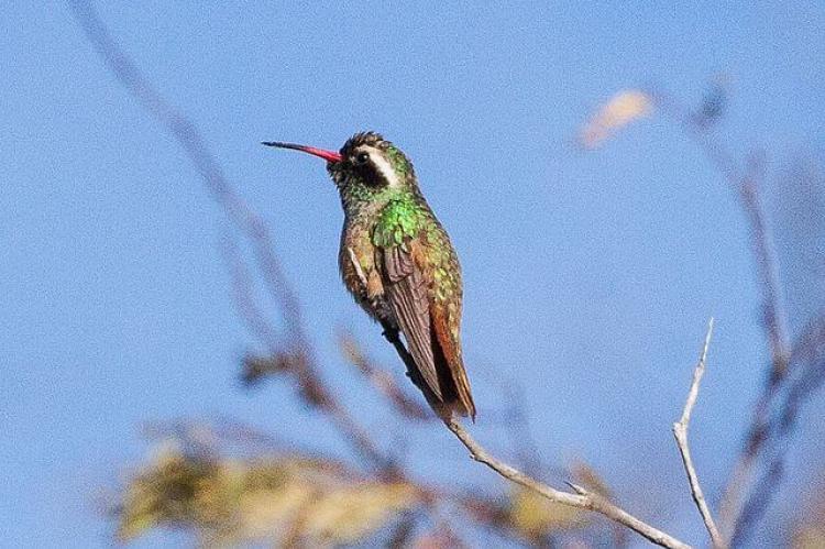 Xantus's Hummingbird (Basilinna xantusii), Sierra de la Laguna, Baja California