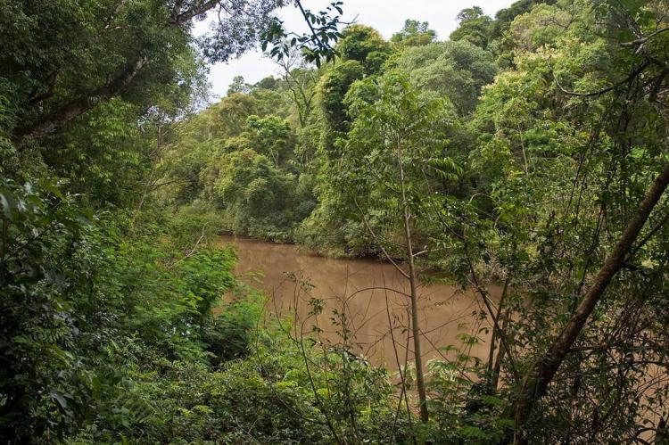 Yabotí Biosphere Reserve, Argentina