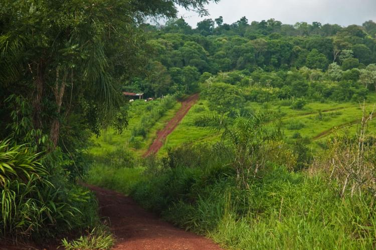 Yabotí Biosphere Reserve, Argentina