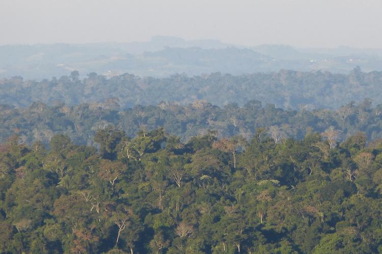 Yabotí Biosphere Reserve, Argentina