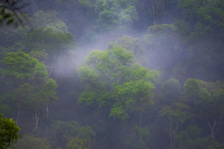 Yabotí Biosphere Reserve, Argentina