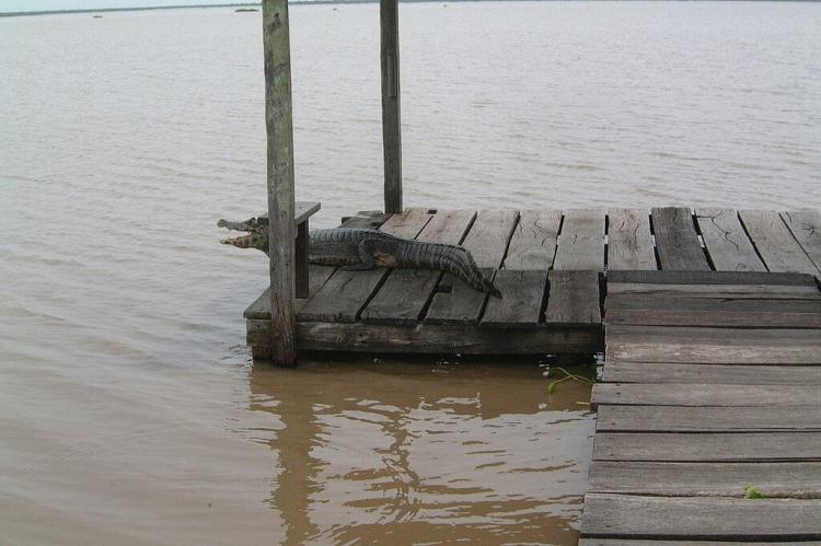 Yacaré caiman on a Laguna Blanca observation platform, Río Pilcomayo National Park, Argentina