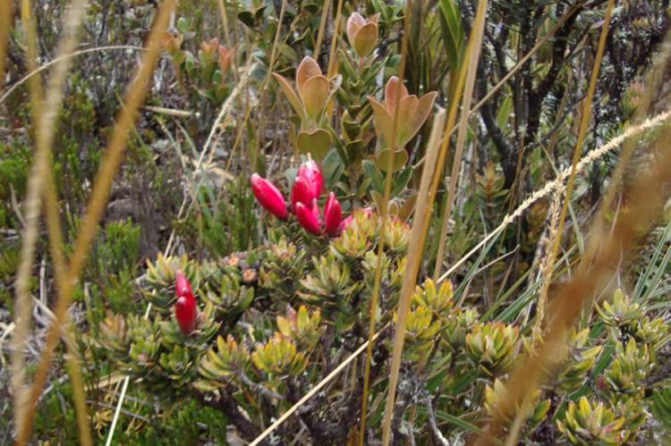 Tiny brush plants at Yacuri national Park with Laguna Negra in the background