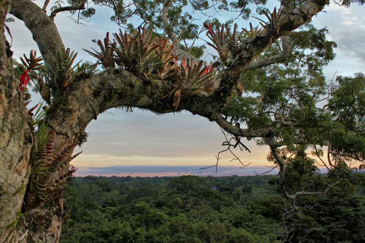 Tiputini Biodiversity Station, Yasuní National Park and Biosphere Reserve, Ecuador