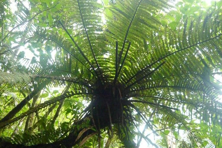 A fern in the El Yunquee rainforest, Puerto Rico