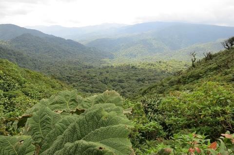 Aerial view of the Monteverde Cloud Forest, Costa Rica