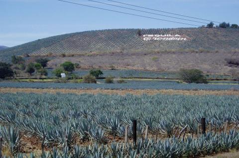 Agave fields in Tequila, Mexico