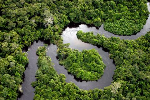 Amazon river floodplain forest