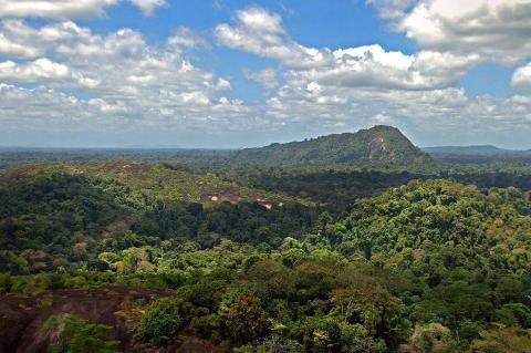 Amazon jungle from above
