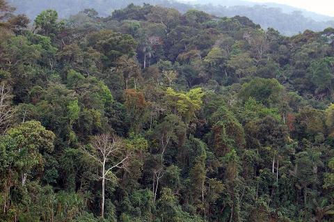 Amazon Rainforest, Alto Madre de Dios River, Peru