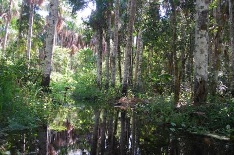 Swamp in Amazon rainforest