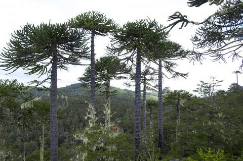 Mixed forest of Araucaria and coigüe in Nahuelbuta National Park, Chile